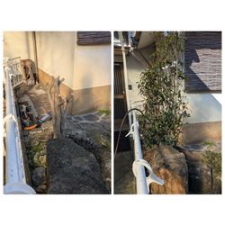 植え替えの画像1