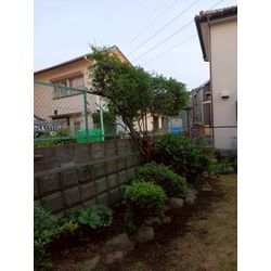 フェンスのツタ取りの画像2