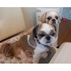 🐶🐱癒しのひととき✨の画像2