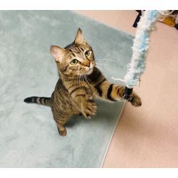 可愛い猫ちゃんと沢山遊びましたの画像1