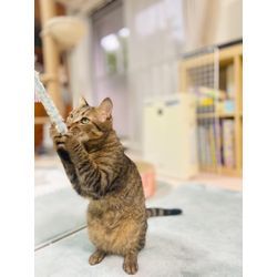 可愛い猫ちゃんと沢山遊びましたの画像2