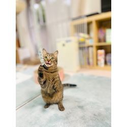 可愛い猫ちゃんと沢山遊びましたの画像3