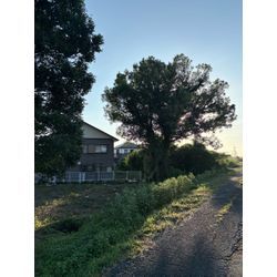 八代市　U社様ご依頼　不動産様敷地　伐採②の画像2