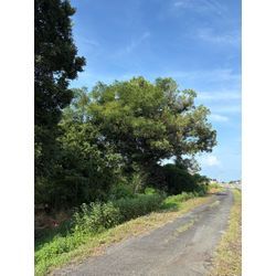 八代市　U社様ご依頼　不動産様敷地　伐採②の画像1