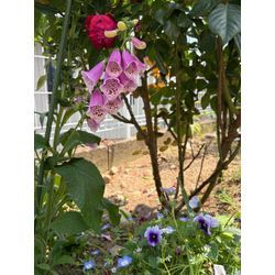 薔薇の花園へLet's ダイビング🤿🌹の画像2