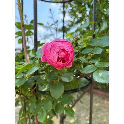 薔薇の花園へLet's ダイビング🤿🌹の画像1