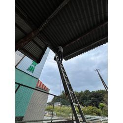 ハト対策の画像2