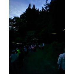 家族で楽しむ自然体験！〜地元の蛍鑑賞イベントに参加しました〜の画像3