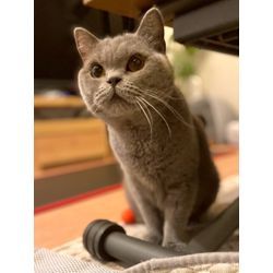 はじめましてで遊んでくれた猫ちゃんの画像3