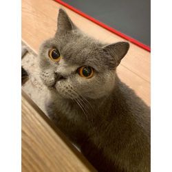 はじめましてで遊んでくれた猫ちゃんの画像1