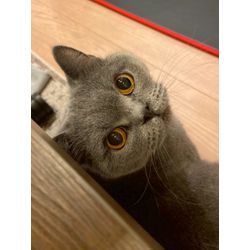 はじめましてで遊んでくれた猫ちゃんの画像2