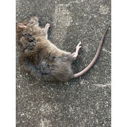 千葉県木更津市ネズミ駆除の画像1