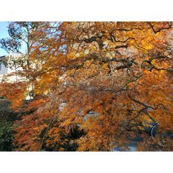 年末の庭木のお手入れ中　〜群馬高崎の植木屋ゆうさんオヤジShortBlog〜の画像2