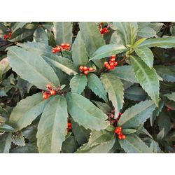 年末の庭木のお手入れ中　〜群馬高崎の植木屋ゆうさんオヤジShortBlog〜の画像3