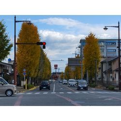 年末の庭木のお手入れ中　〜群馬高崎の植木屋ゆうさんオヤジShortBlog〜の画像1