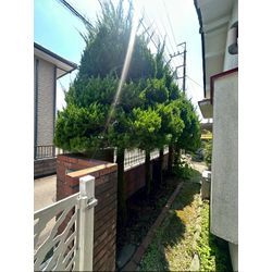 伐採伐根作業をさせて頂きました！の画像1