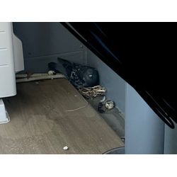 鳥の巣撤去清掃の画像1