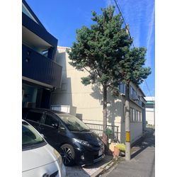 名古屋市　伐採の画像1