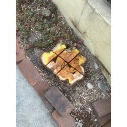 名古屋市　伐採の画像3