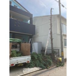 名古屋市　伐採の画像2