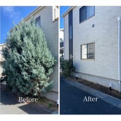 家の前がこんなにスッキリ！大型樹木の伐採で明るい外観に生まれ変わりましたの画像2