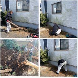 家の前がこんなにスッキリ！大型樹木の伐採で明るい外観に生まれ変わりましたの画像3