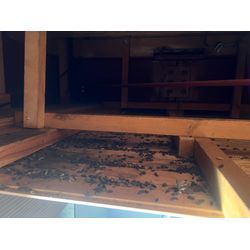 ネズミ駆除に伴うリフォームの画像2