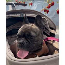 春の楽しみ、いちご狩りに行ってきました🍓の画像1