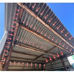 熊本県天草市　ハト　対策の画像1