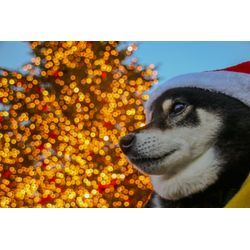 昨日はクリスマス‼の画像1