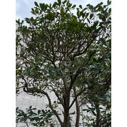 モッコクの木の画像1