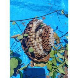 ★☆蜂の巣駆除☆★の画像2