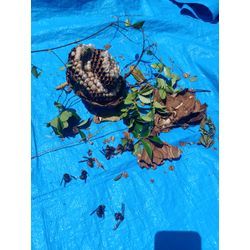 ★☆蜂の巣駆除☆★の画像3