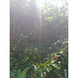 ★☆蜂の巣駆除☆★の画像1