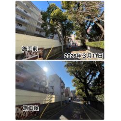 港区｜高木（約11m）2本の伐採事例（倒木・越境リスク対策）の画像1
