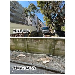 港区｜高木（約11m）2本の伐採事例（倒木・越境リスク対策）の画像2