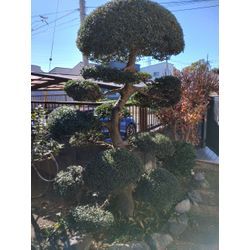 今日も晴天！伊勢崎市で庭木の手入れから安中市で見積訪問　〜高崎の植木屋おやじShortBlog〜の画像2