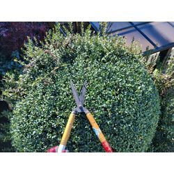 今日も晴天！伊勢崎市で庭木の手入れから安中市で見積訪問　〜高崎の植木屋おやじShortBlog〜の画像1