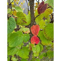 ご縁に支えられて ― 9月の庭しごとよりの画像3