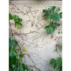 外壁のツルがネズミの通り道になってしまします。の画像2