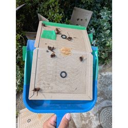 スズメバチの駆除をしました。の画像2