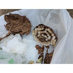 スズメバチの駆除をしました。の画像1