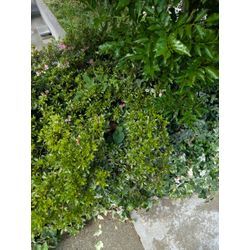 スズメバチの駆除をしました。の画像3