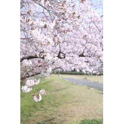 桜の撮影についての画像1