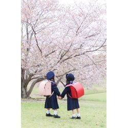 桜の撮影についての画像2