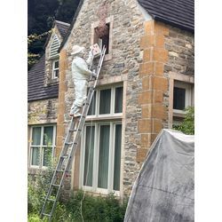 キイロスズメバチ　阿蘇市の画像1