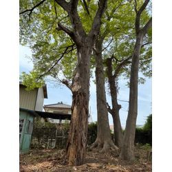 川越市｜大型伐採2件を実施｜強風・倒木リスクから守る庭じまいと安全対策のご提案の画像2