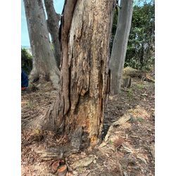 川越市｜大型伐採2件を実施｜強風・倒木リスクから守る庭じまいと安全対策のご提案の画像1