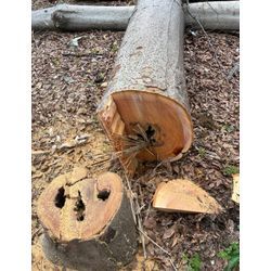 川越市｜大型伐採2件を実施｜強風・倒木リスクから守る庭じまいと安全対策のご提案の画像3