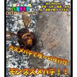 🐝◤この時期発見は珍しいモンスズメバチの駆除◢の画像1